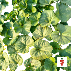 Organic Pumpkin leaves - 1 bunch