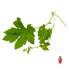 Organic Bitter leaf  - 1 bunch