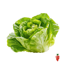 Organic Lettuce - 1 lb
