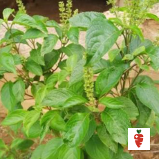 Scented Leaf (Masepo) - 1 bunch