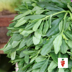 Waterleaf - 1 bunch